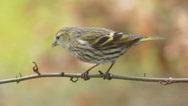 Erlenzeisig M&auml;nnchen, &copy; Monika Lohmann