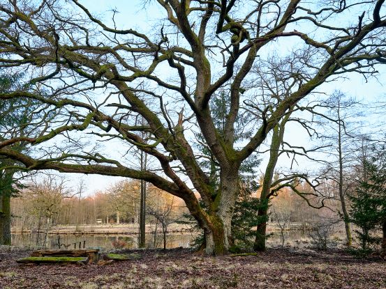 Vernissage zur Ausstellung: Die alten B&auml;ume des Sachsenwaldes - Fotoausstellung Harald Lemke, &copy; Harald Lemke