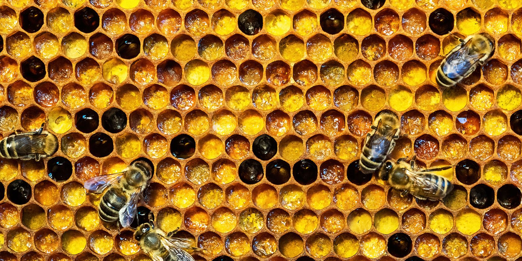 Honigbienen auf Wabe, &copy; Hermann Timmann