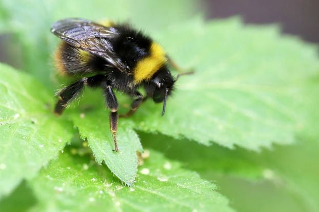 Aktionsmonat Naturerlebnis: Alles neu macht der Mai, © Hummel