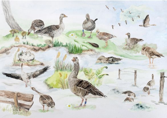 wayofthegoose_g&auml;nsejahr, &copy; Neunt&ouml;ter - Verein f&uuml;r Forschung und Vielfalt e. V.