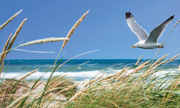 Strandentdeckertour - "Best of Baltic", &copy; Tourismus Service Dahme