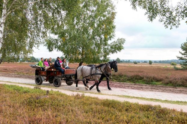 In der Lüneburger Heide, © Lüneburg Marketing GmbH