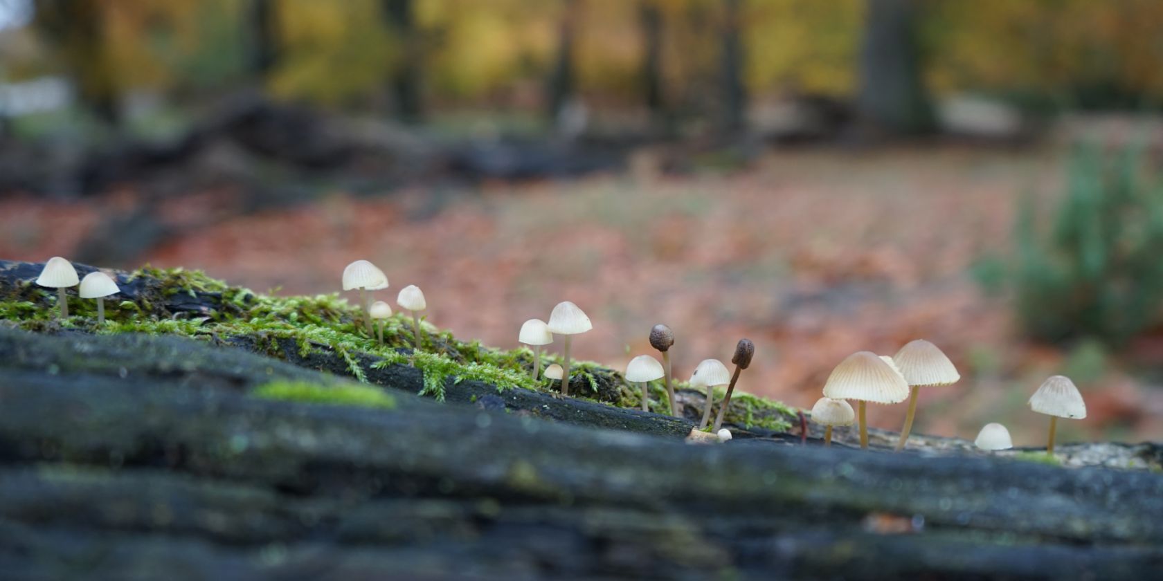 Pilzwanderung am Heidschnuckenweg, &copy; Bispingen Touristik