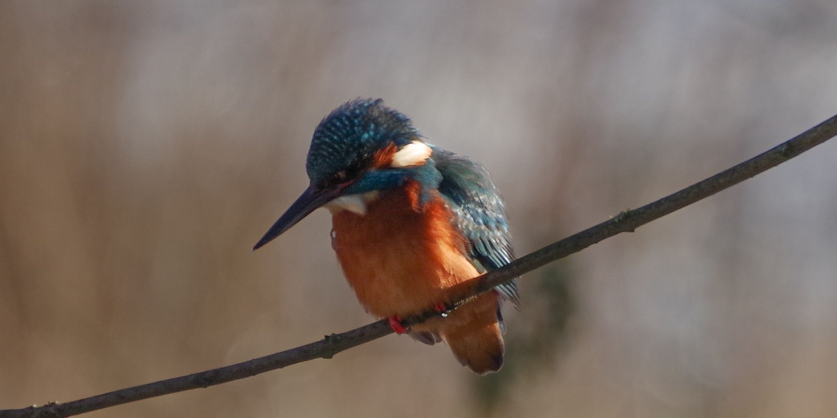 Tier - Vogel_data, © Helge Masch