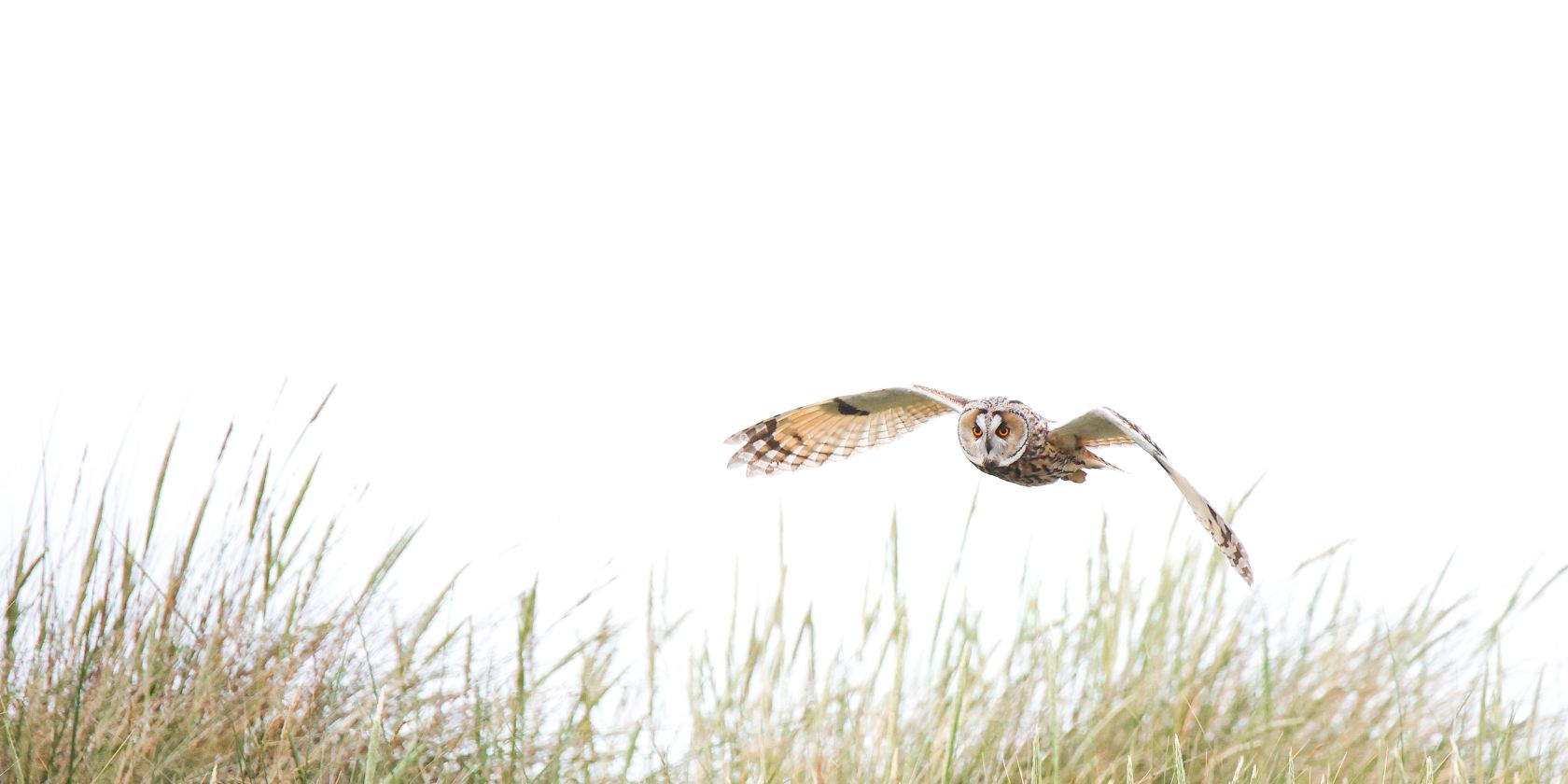 Sumpfohreule, &copy; Fiete Strube