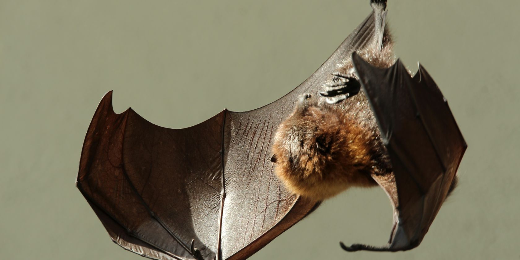 fledermaus-angieconscious-pixelio_1, © Schnevverdingen Touristik