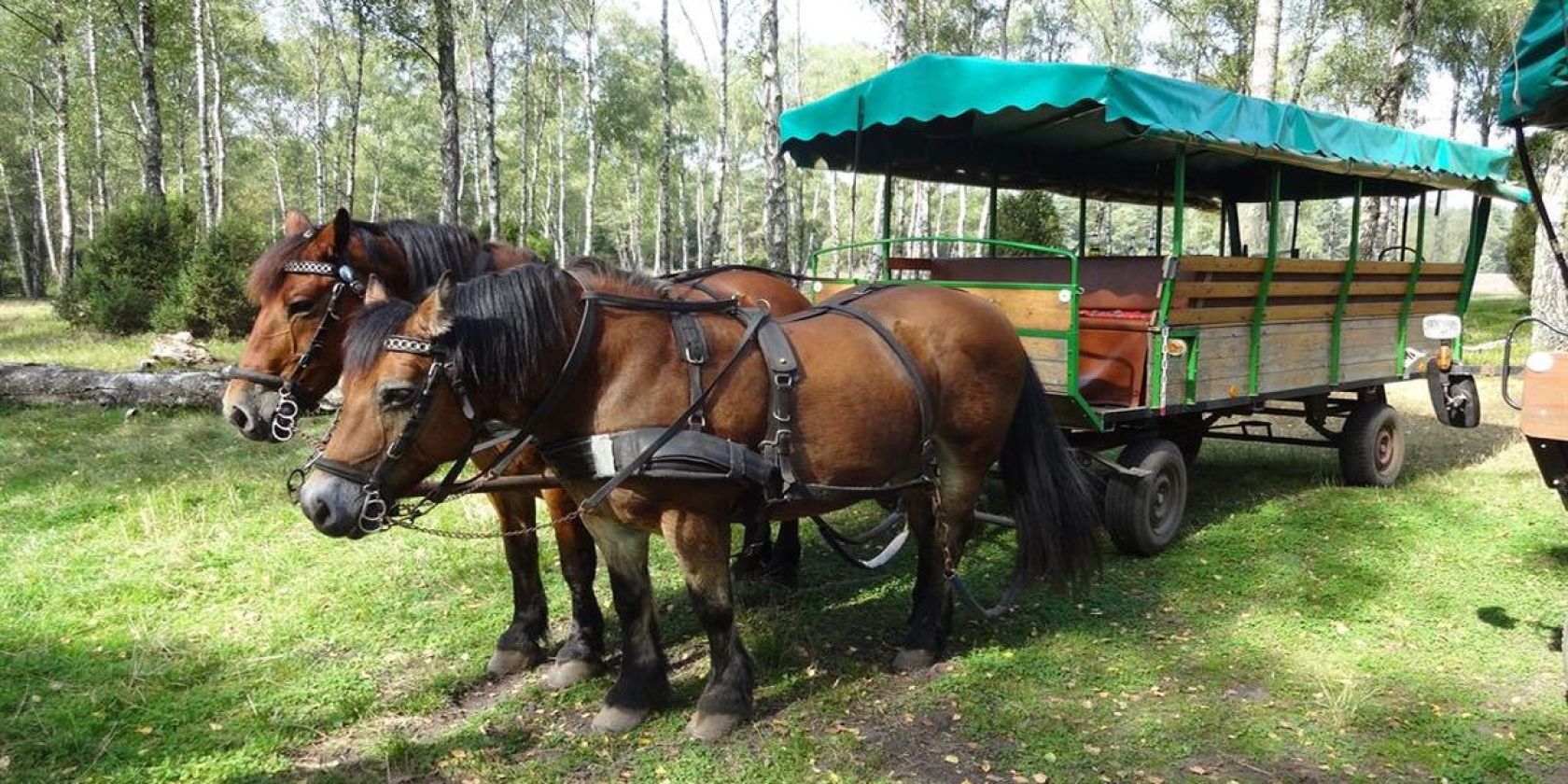 Mit 2 PS durch die Heide, © Lüneburger Heide Gmbh