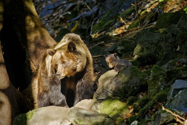 Into Carpathian Wild, &copy; Adam Bastek