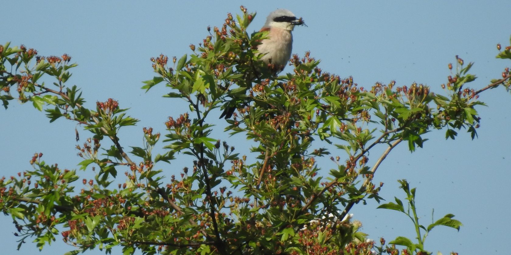 Naturpark-Tour: Die Vogelwelt am Mechower See, © Nora Wuttke