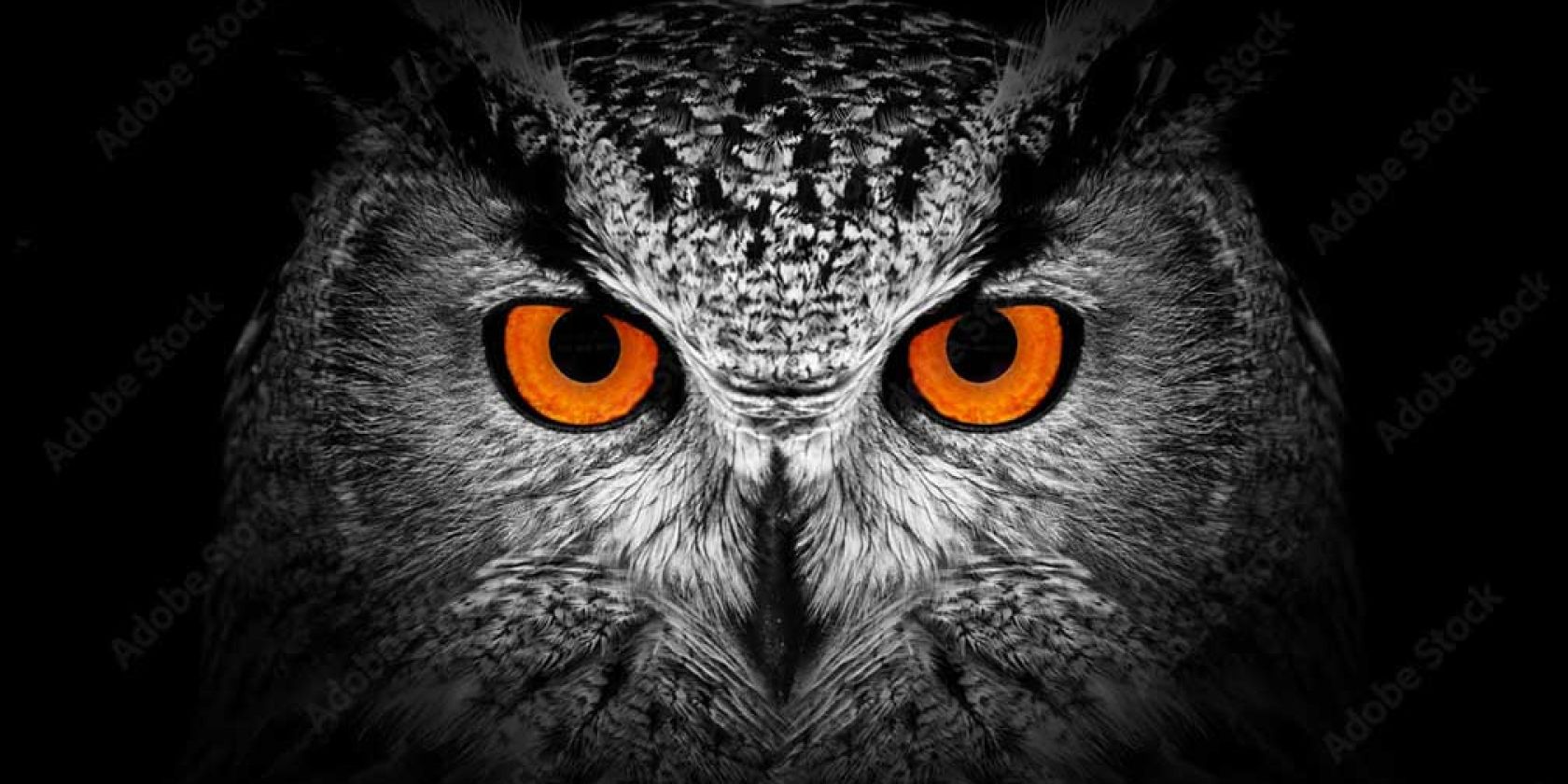 Eule_AdobeStock, &copy; iStock / Byrdyak