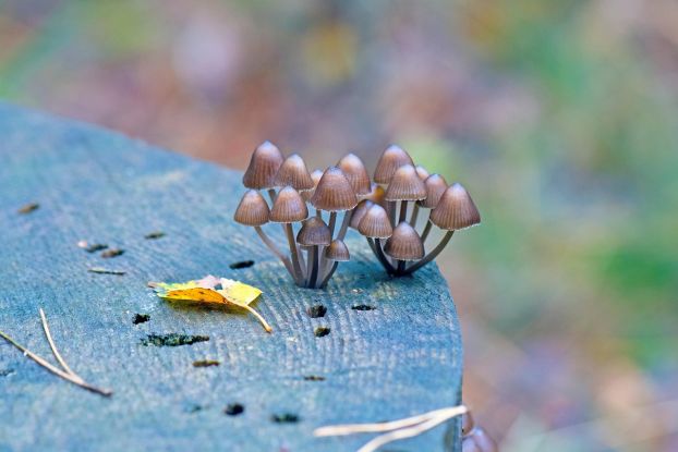 mushrooms-7511086_1280, © Georg Wietschorke / Pixabay