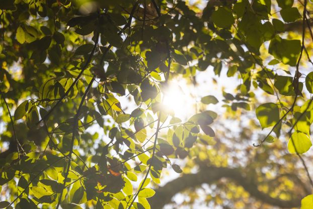 Sonnenlicht im Bl&auml;tterdach, &copy; TONALi