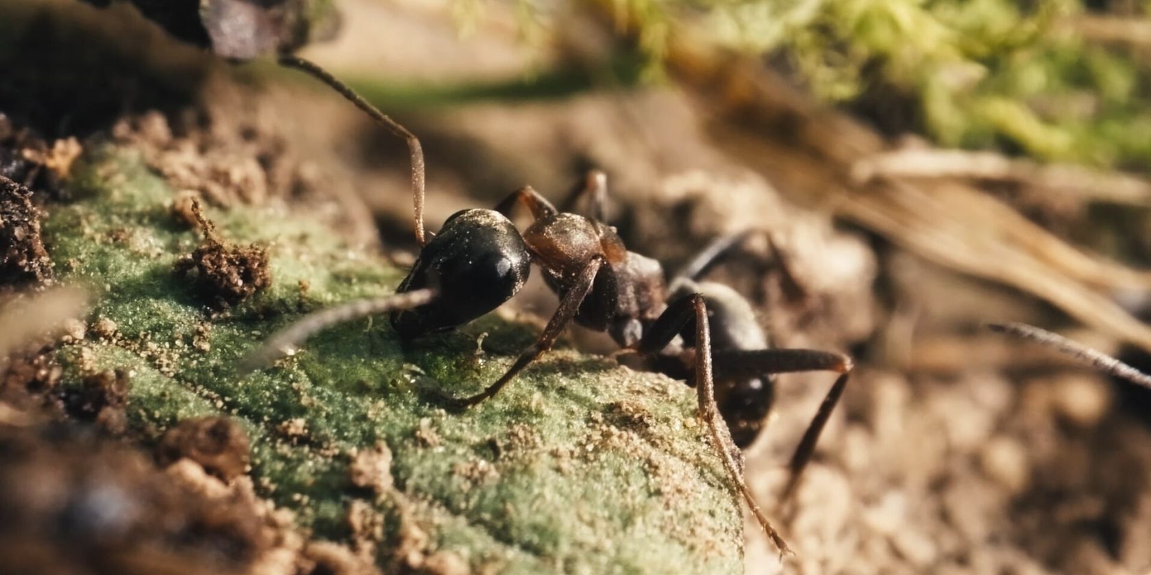 The Realm of Ants, © Lucas Allain und Nicolas Goudeau-Monvois
