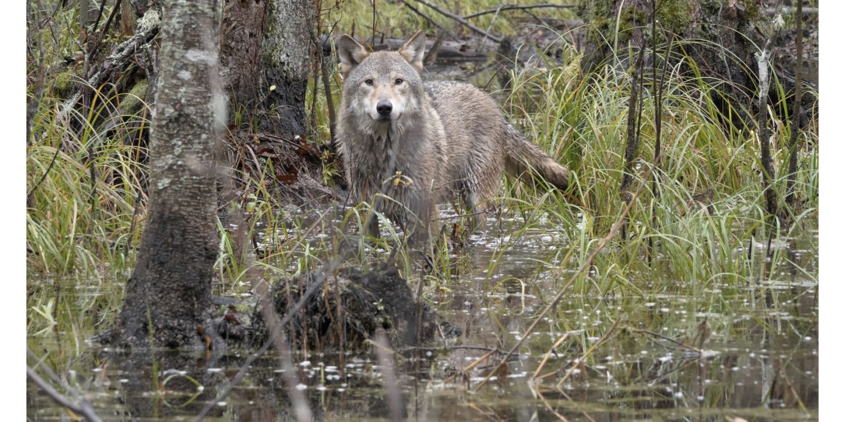 WOLF, © Cees van Kempen