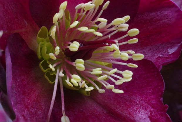Blick in die Blüte, © Helge Masch