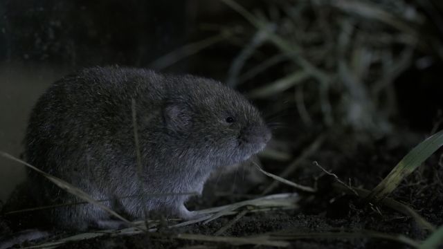 Die Bayerische Kurzohrmaus, © Herbert Oswald