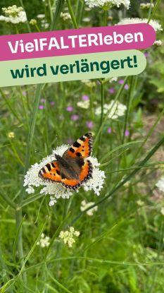 Vielfalt erleben - Gestalte dein Schmetterlingsgarten_Lena Winkelmann_ BUND, &copy; Lena Winkelmann / BUND