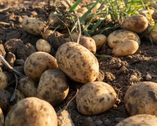 Heidekartoffeln auf dem Acker, © Bad Bevensen Marketing GmbH