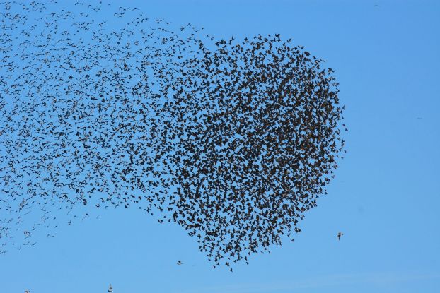 Führung: Die Vogelwelt im Meldorfer Speicherkoog, © Schutzstation Wattenmeer e. V.