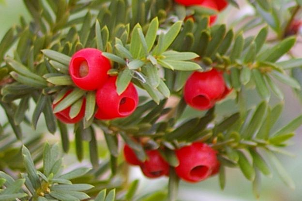 Eibe - Giftpflanze des Jahres 2011, &copy; Helge Masch