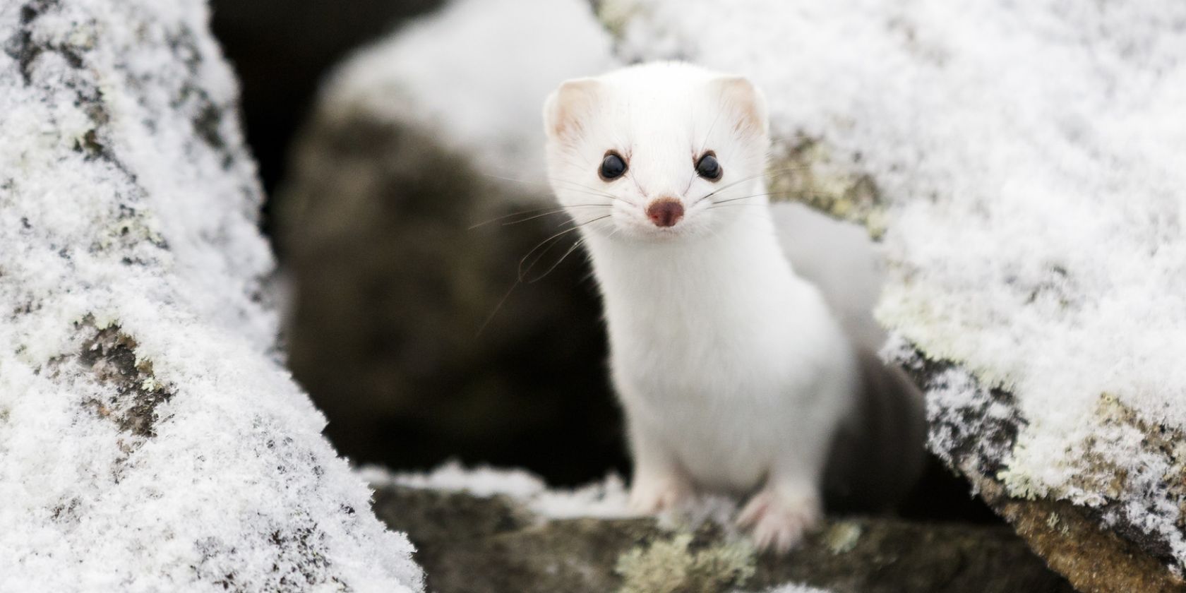 Photo 1 karppa_kuvaaja_marko_junttila, &copy; Marko R&ouml;hr