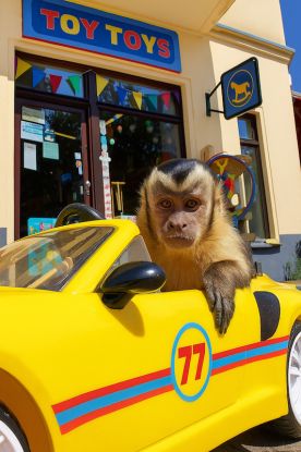 Akiko - der fliegende Affe, Quelle: Reservix