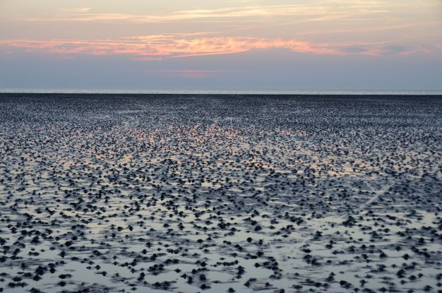Wattwandern im Weltnaturerbe Wattenmeer mit "WattenPeter", © B. Ulich