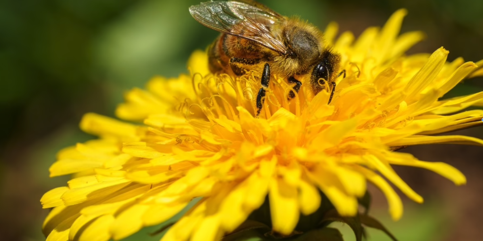 Garten von Ehren_Bienenfreundliche Pflanzen, © Garten von Ehren