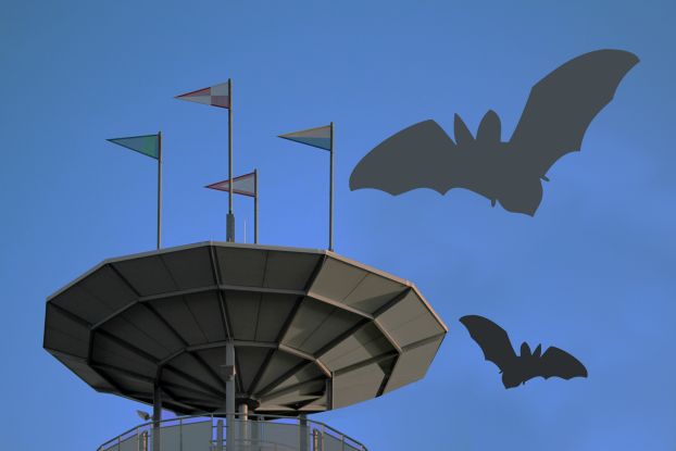 Fledermausexkursion f&uuml;r Familien, &copy; Biosphaerium Elbtalaue
