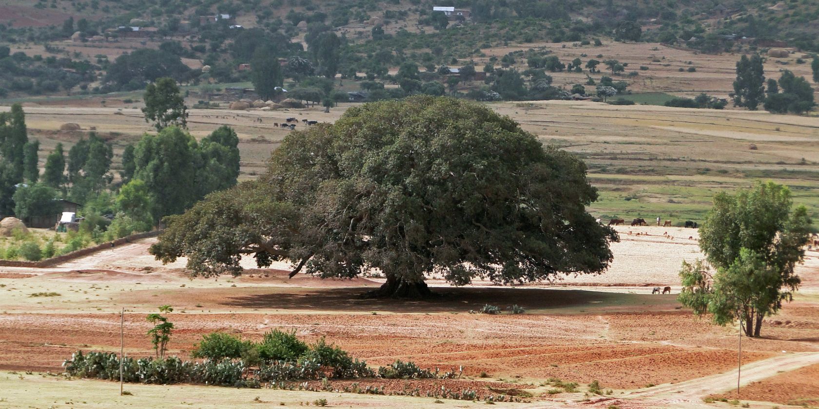 7. So. n. Trinitatis, Gottesdienst "Maulbeerfeigenbaum", &copy; By Bernard Gagnon - Own work, CC BY-SA 3.0, https://commons.wikimedia.org/w/index.php?curid=27935134