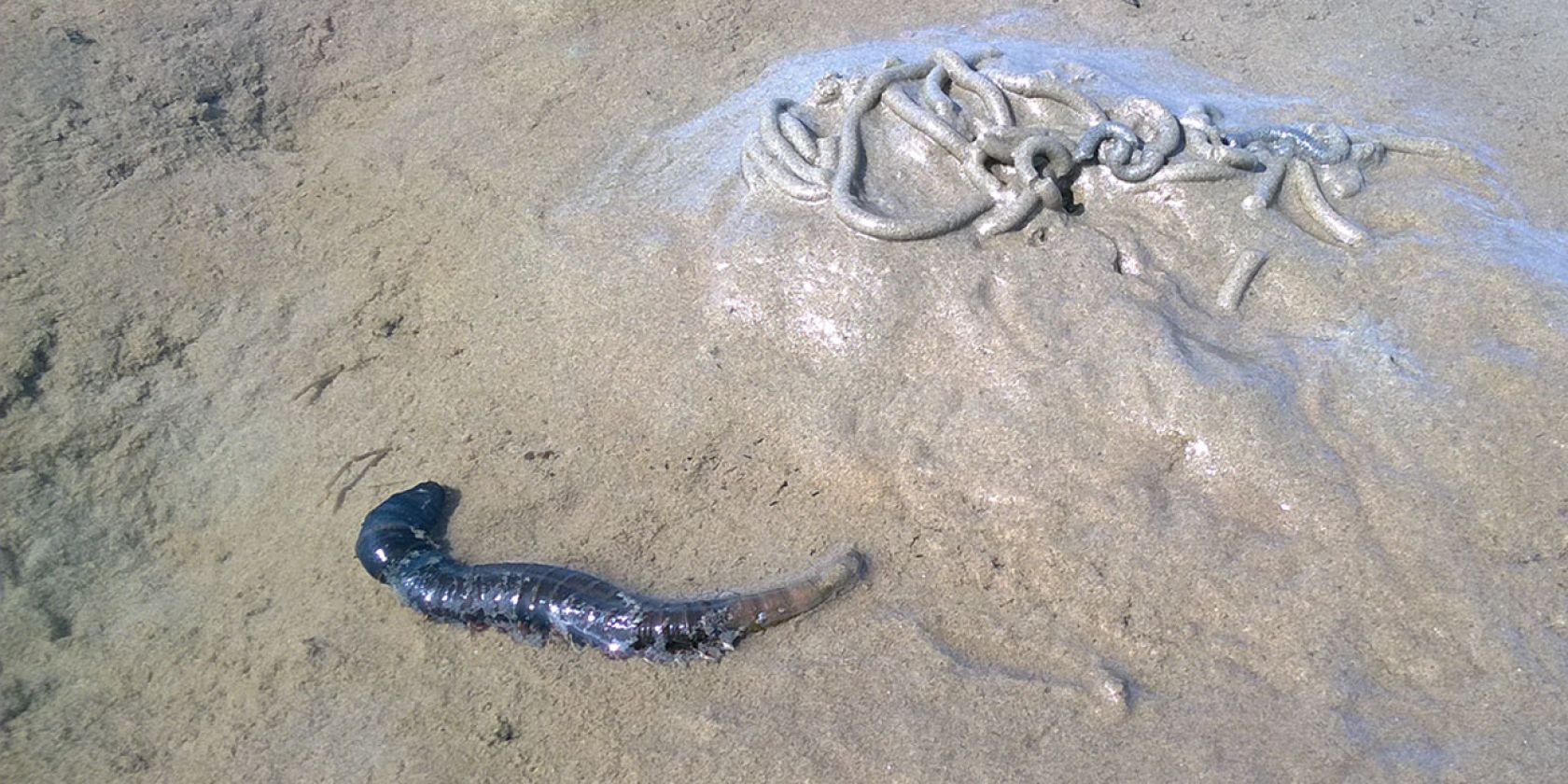 Wattf&uuml;hrung "Wattstunde", &copy; Jens Uwe Blender