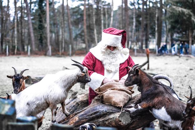 Tierische Weihnacht im Wildpark, © Wildpark Müden, Mario Eggers