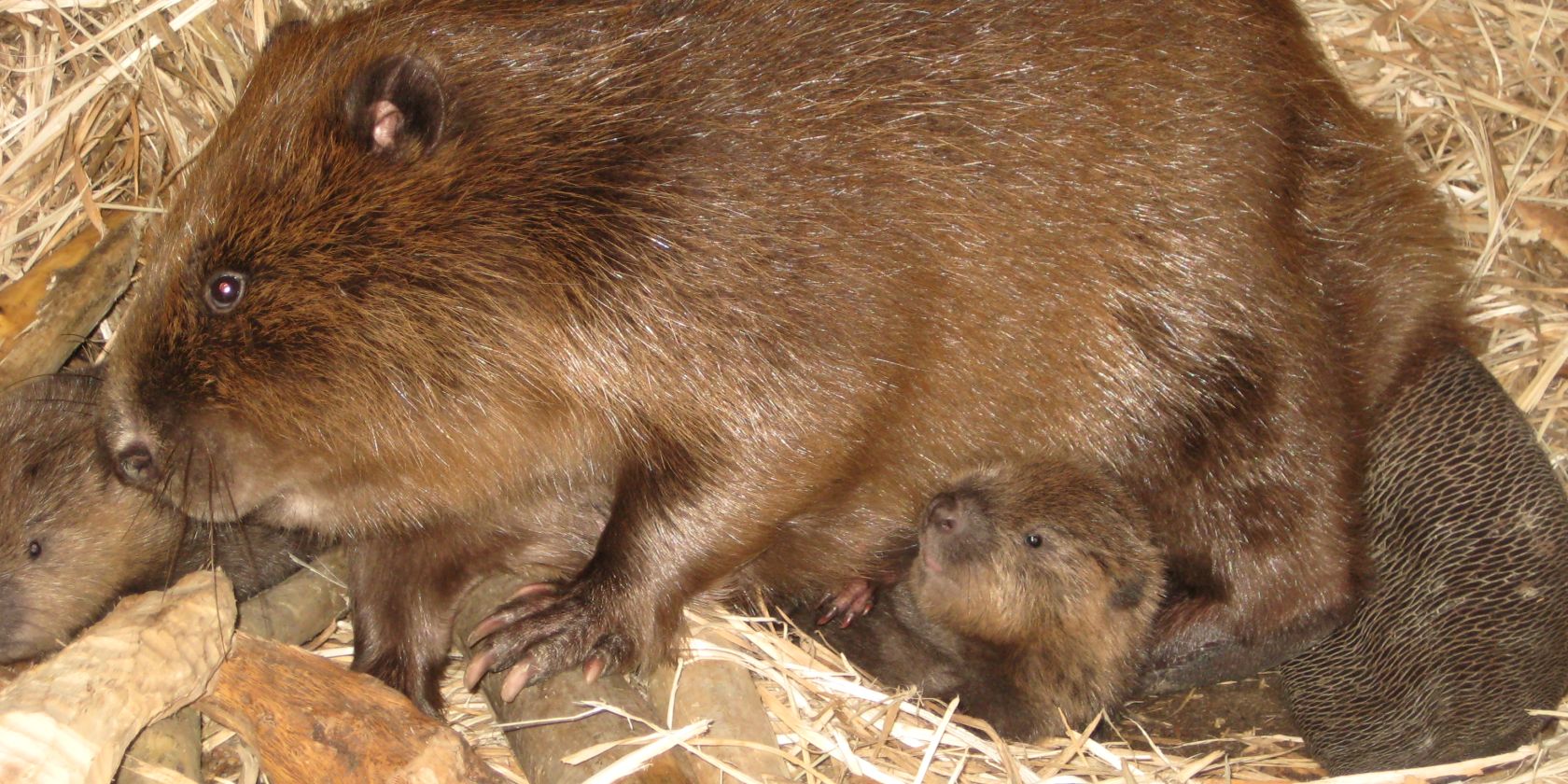 Bibernachwuchs im Biosphaerium, Sven Schulze, © Sven Schulze