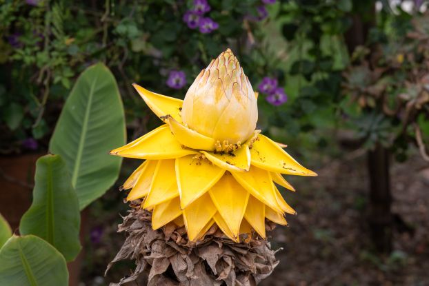Goldene Lotus Banane, © Helge Masch