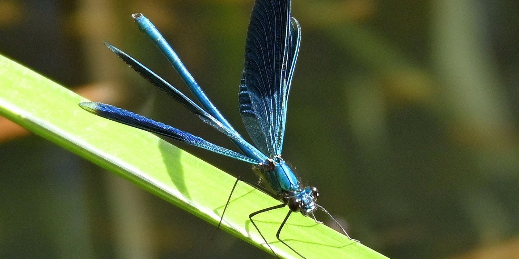 Gebänderte Prachtlibelle-Calopteryx splendens, Männchen, © Naturpark Aukrug