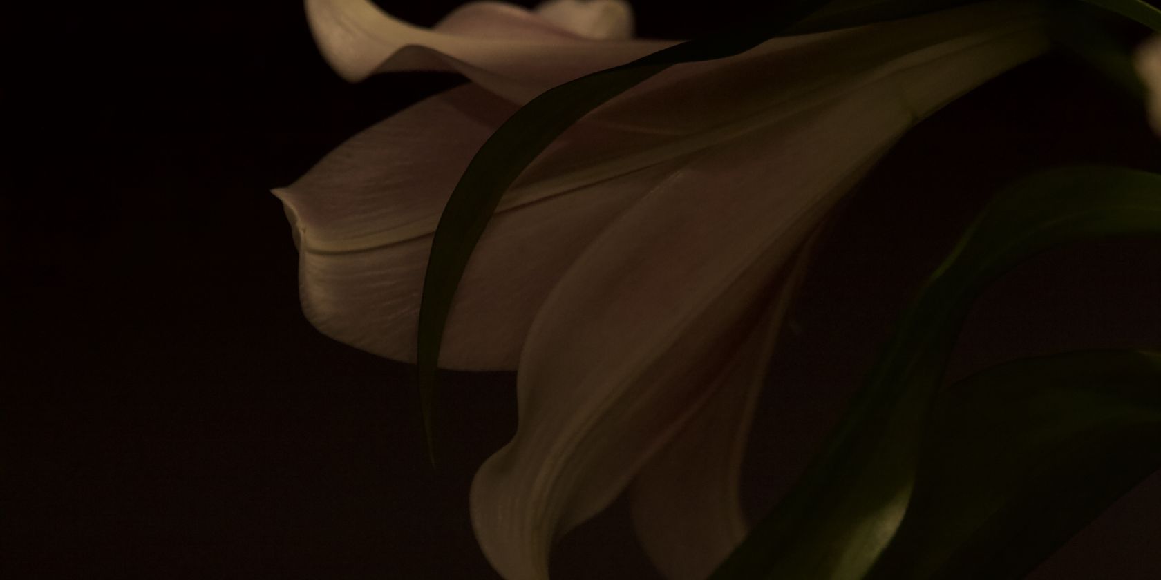 Lilie, &copy; Tony Mitchell