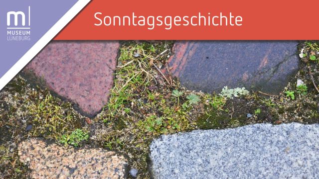 Pflasterfuge & Mauerritze: Exkursion zu einem unbeachteten Lebensraum f&uuml;r Pflanzen in der Stadt, &copy; Museum L&uuml;neburg