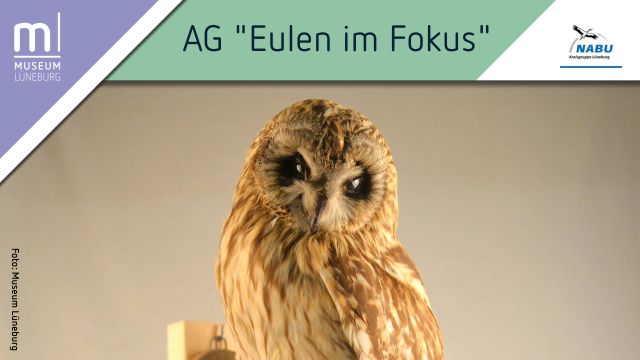 AG "Eulen im Fokus: Gemeinsam f&uuml;r den Artenschutz", &copy; Museum L&uuml;neburg