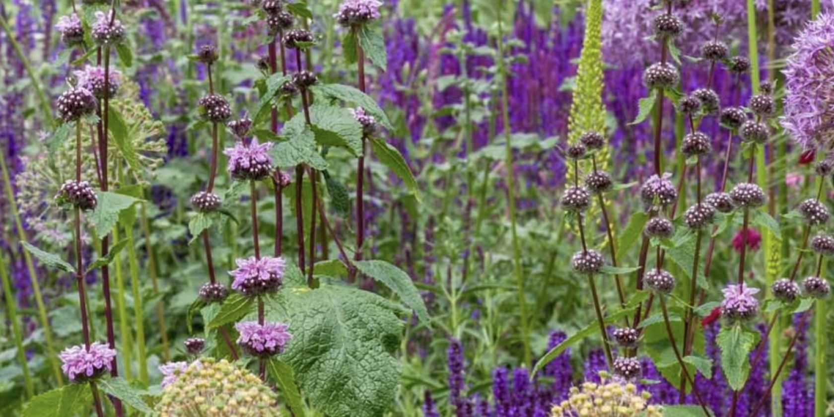 GvE_Stauden und Gräser, © Garten von Ehren