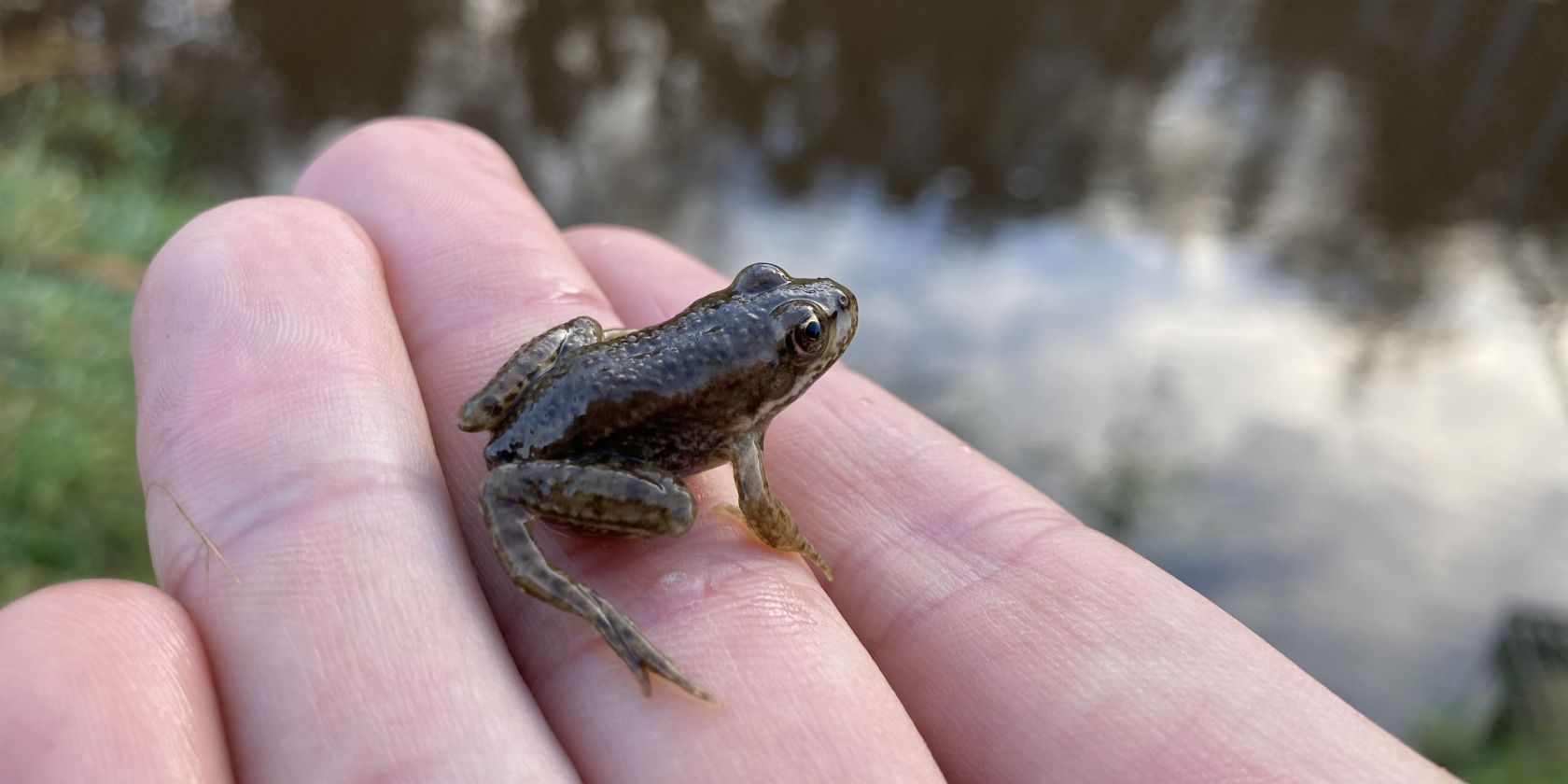 Froschkonzert, &copy; Friedhelm Petzke