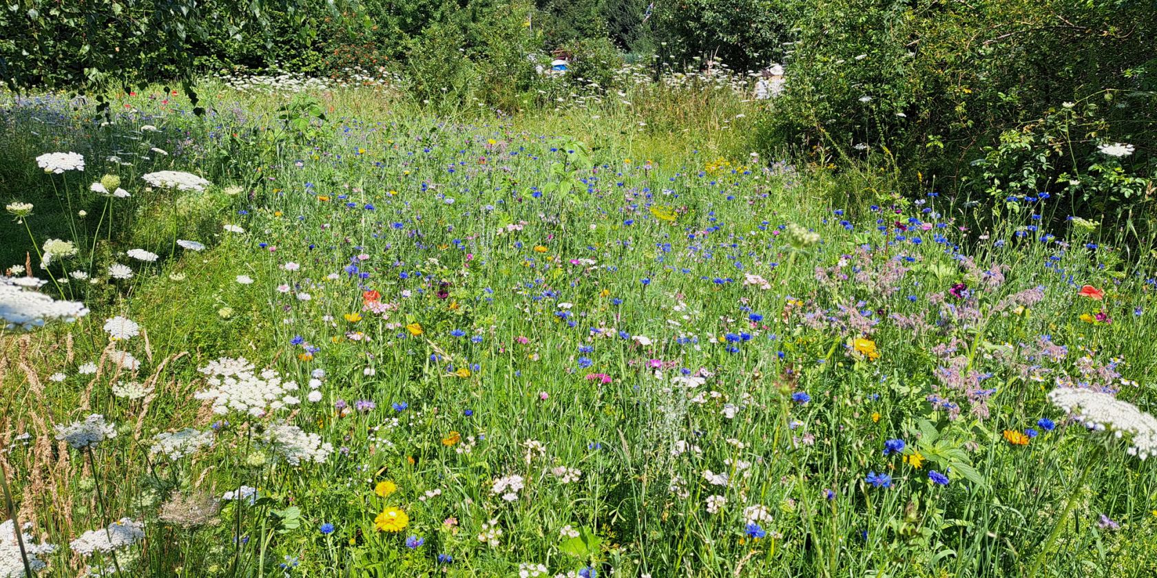 Wildblumenwiese im Medizinwald, © Saskia Barre