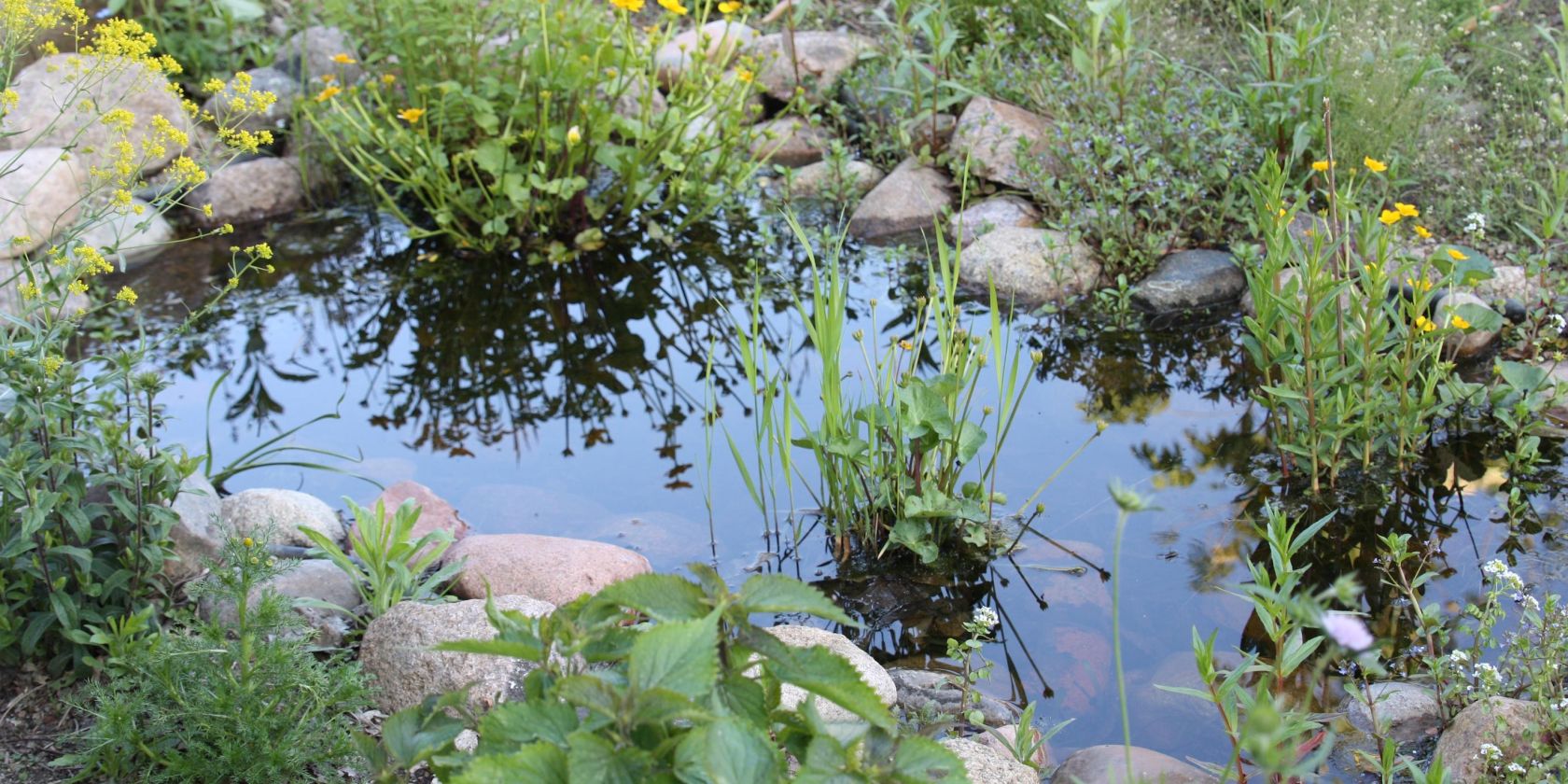 Ausstellung des Naturgartenvereins, &copy; BUND-Ortsgruppe Schneverdingen, Ulli Ziela&szlig;ek