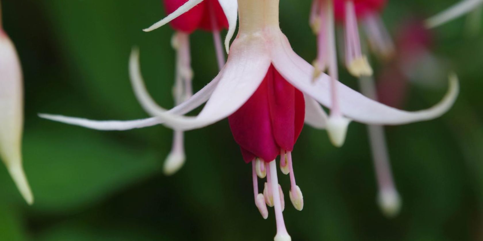 Fuchsie, © Helge Masch