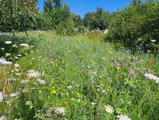 Wildblumenwiese im Medizinwald, © Saskia Barre