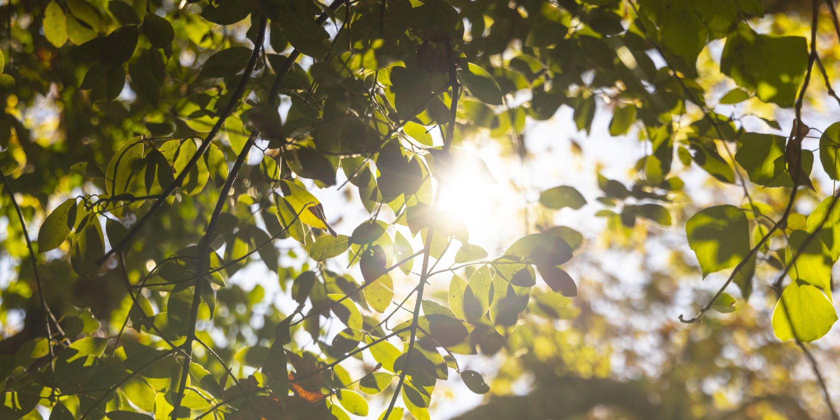 Sonnenlicht im Bl&auml;tterdach, &copy; TONALi