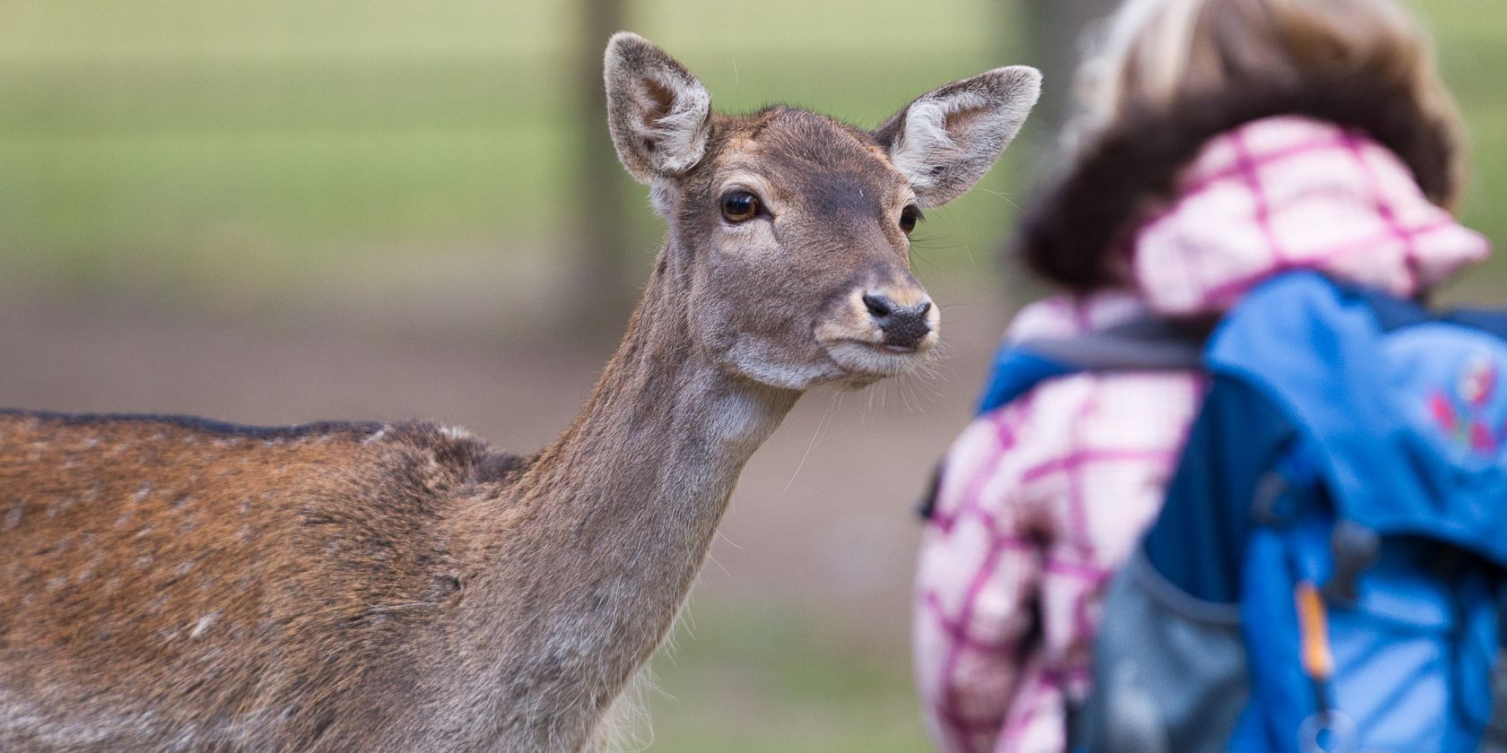 Schlüpft in die Rolle des Tierpflegers, © Wildpark Lüneburger Heide