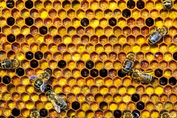 Honigbienen auf Wabe, &copy; Hermann Timmann