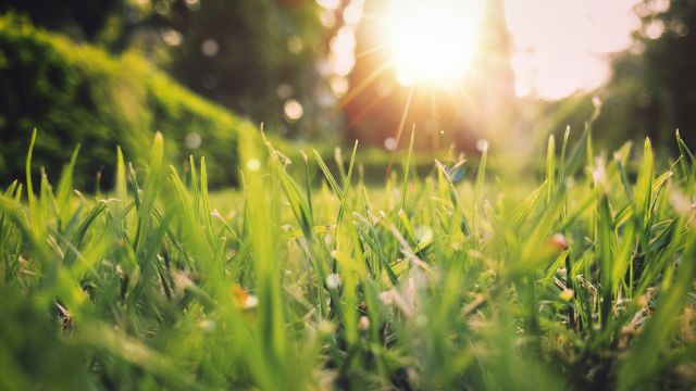Natur, © Aniket Bhattachary_by unsplash