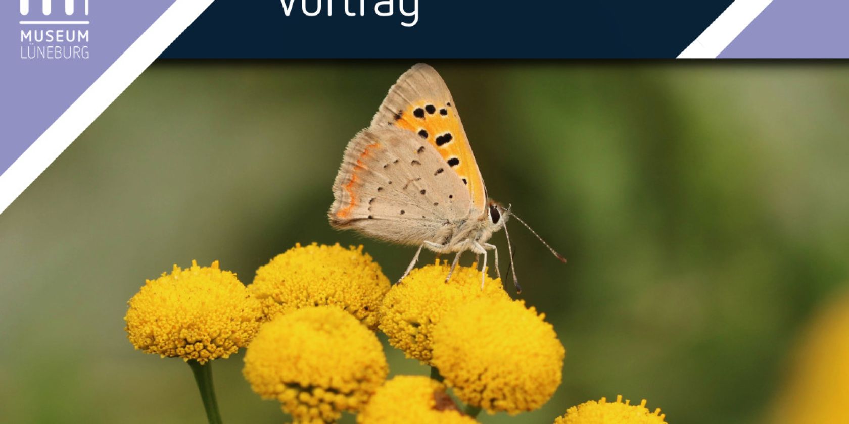 Ein kleiner Feuerfalter, © Luisa Schubert
